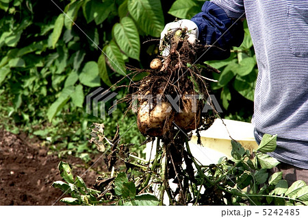 ジャガイモの収穫 ジャガイモを抜く ジャガイモの収穫 ジャガイモを抜く 5242485