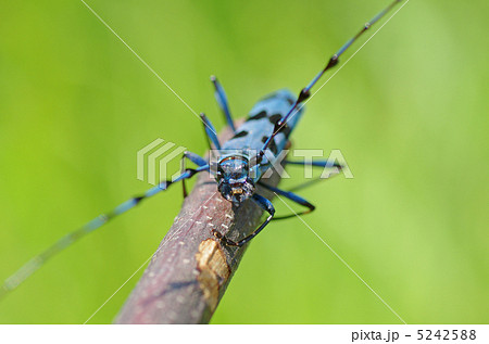 ルリボシカミキリ 5242588