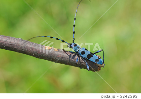 ルリボシカミキリ 5242595