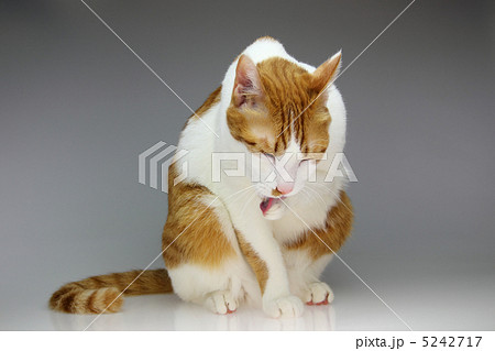 茶トラの綺麗な猫の毛繕い1 5242717