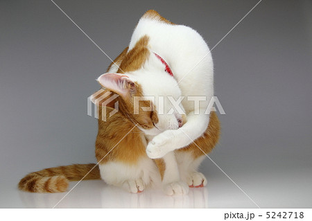 茶トラの綺麗な猫の毛繕い2 5242718