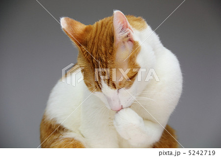 茶トラの綺麗な猫の毛繕い3 5242719