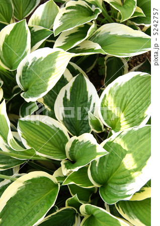 ギボウシ（パトリオット） 5242757