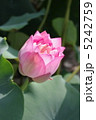 蓮 5242759
