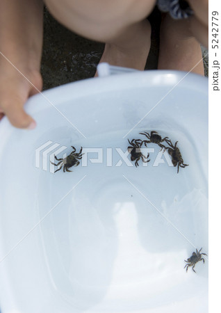 かに釣り かに釣り 5242779