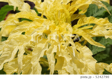 5　ハゲイトウ　ヒユ科　黄色 5242790