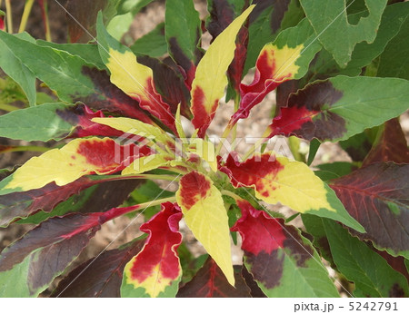 6　ハゲイトウ　ヒユ科　頭葉　黄色　赤混じり 5242791