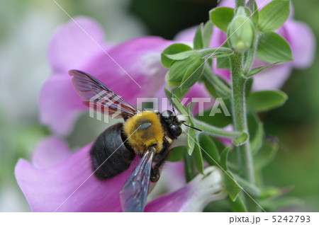 キムネクマバチとジギタリス 5242793