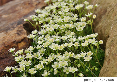 シコタンソウ シコタンソウ 5242886