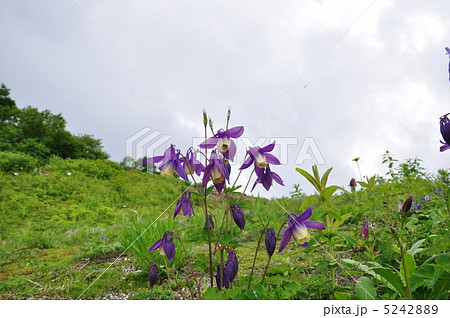 ミヤマオダマキ ミヤマオダマキ 5242889