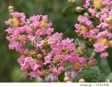 サルスベリ　花　桃色 5243406