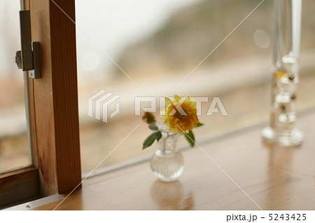 窓際の1輪 5243425