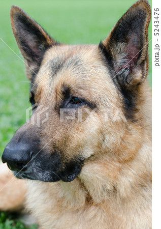 ジャーマンシェパードの顔  5243476