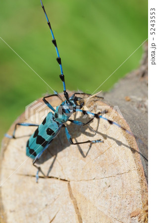 ルリボシカミキリ 5243553