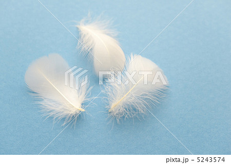 羽根グース 5243574