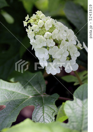 カシワバアジサイ。 5243819
