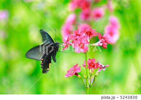 クリンソウの蜜を吸うカラスアゲハ 5243830