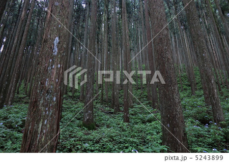 杉林と紫陽花 5243899