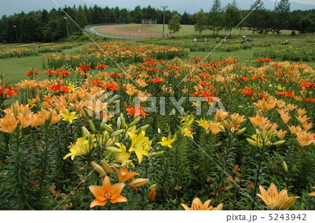 咲き誇るユリ園 5243942