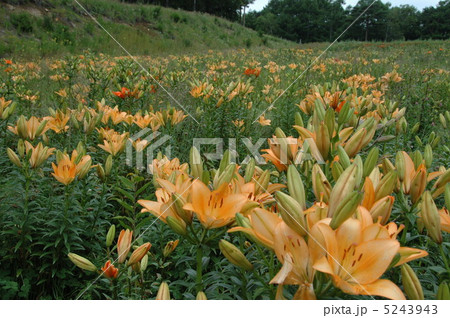 咲き誇るユリ園 咲き誇るユリ園 5243943