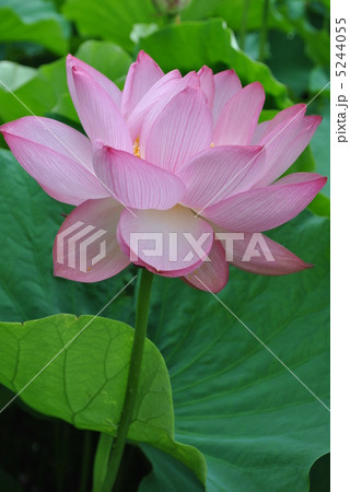 大賀ハス 大賀ハス 5244055