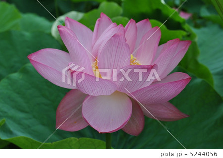 大賀ハス 5244056