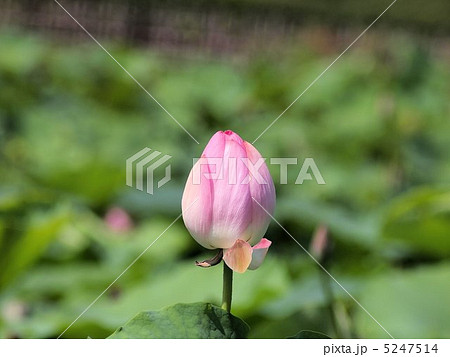 岡山市後楽園の蓮の花 5247514