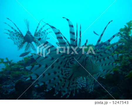 毒を持つ魚 5247543