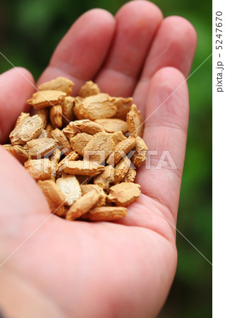 手のひらの中のニガウリの種 手のひらの中のニガウリの種 5247670