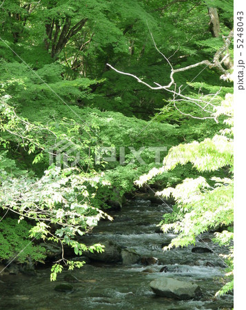 緑の色彩 緑の色彩 5248043