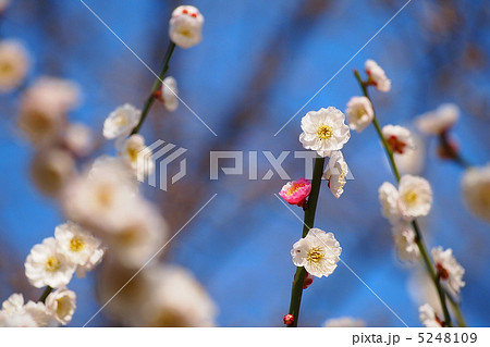 思いのまま 5248109