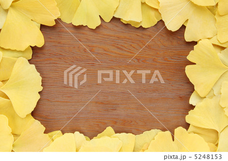 枠・銀杏01 枠・銀杏01 5248153