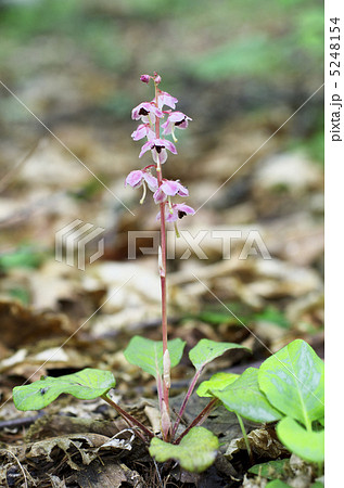 ベニバナイチヤクソウ ベニバナイチヤクソウ 5248154