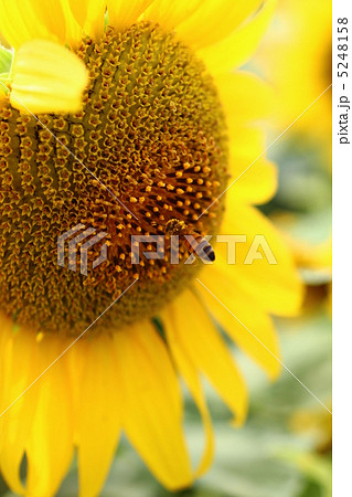 ひまわり ひまわり 5248158