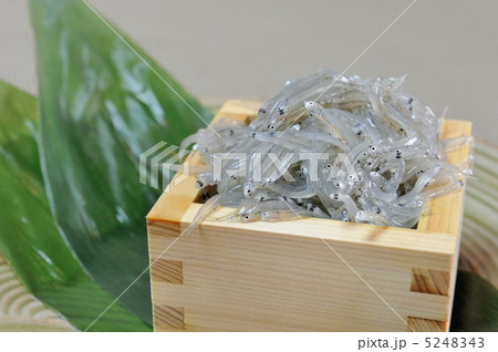 生しらす 5248343