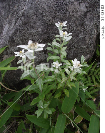 高原にひっそりと咲くウスユキソウ 高原にひっそりと咲くウスユキソウ 5248382