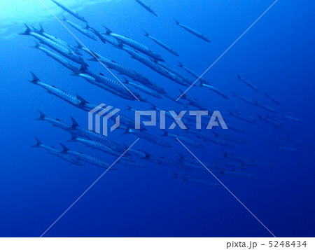 バラクーダの群れ バラクーダの群れ 5248434