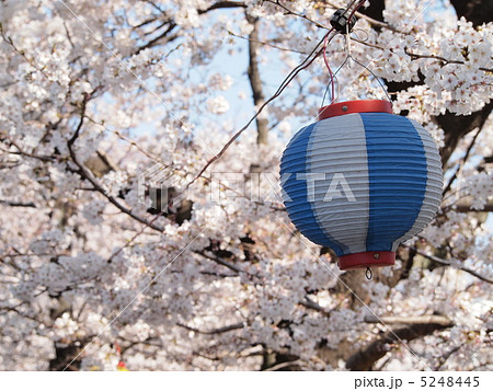 桜 5248445