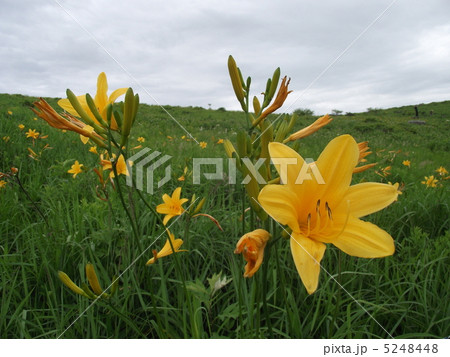 車山高原の夏を知らせるニッコウキスゲ 車山高原の夏を知らせるニッコウキスゲ 5248448