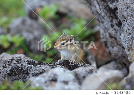 シマリスの赤ちゃんの写真素材