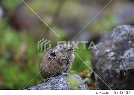 ナキウサギの赤ちゃん ナキウサギの赤ちゃん 5248487