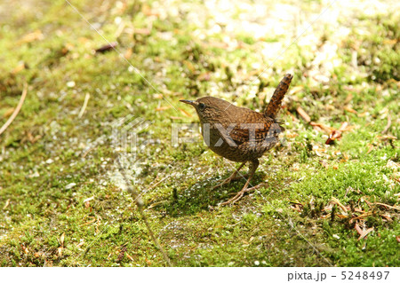 ミソサザイ 5248497