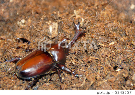 カブトムシ 5248557