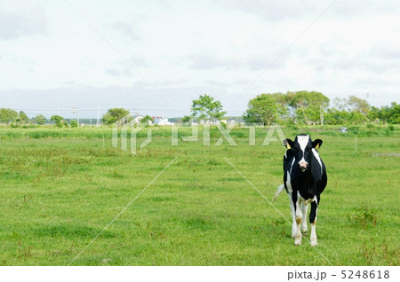 牛の放牧 5248618
