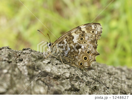 サトキマダラヒカゲ 5248627