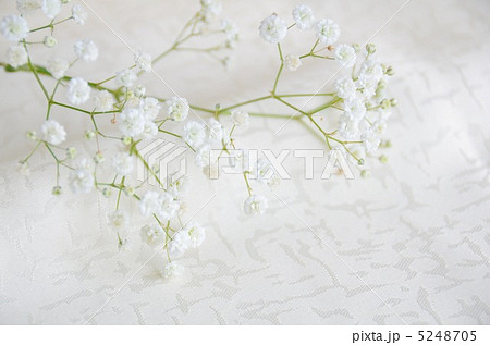 カスミソウ 5248705