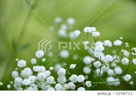 かすみ草 かすみ草 5248711