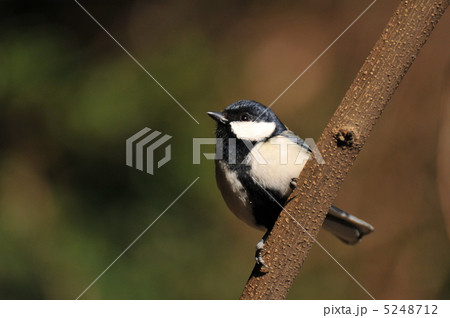 四十雀 四十雀 5248712