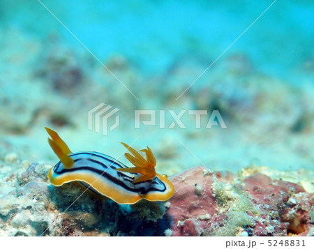 コールマンウミウシ 5248831