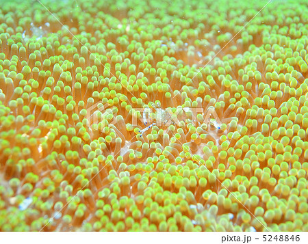 イソギンチャクエビ イソギンチャクエビ 5248846